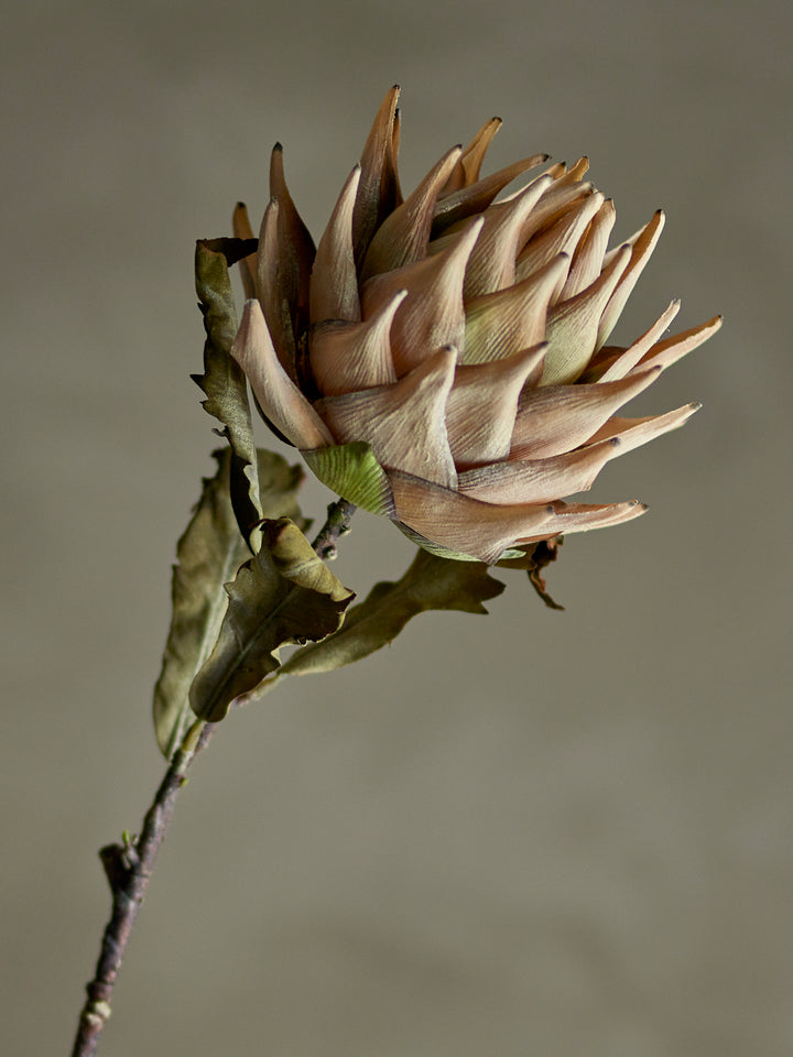 Protea Stilk, Natur, Kunstig Blomst