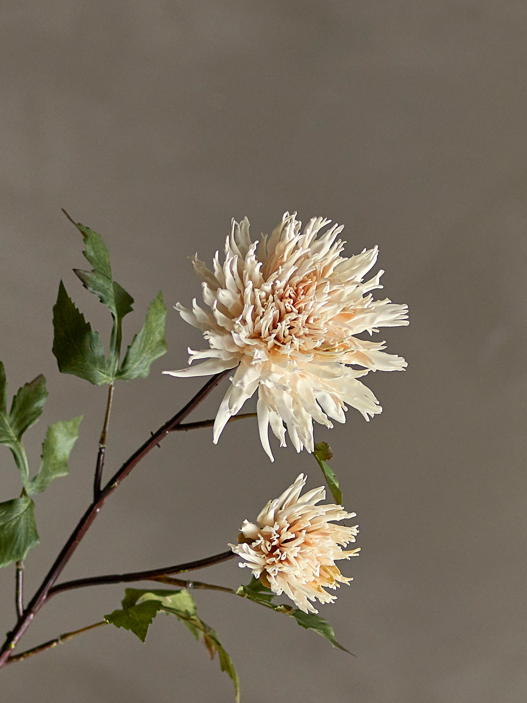Chrysantemum Stilk, Natur, Kunstig Blomst
