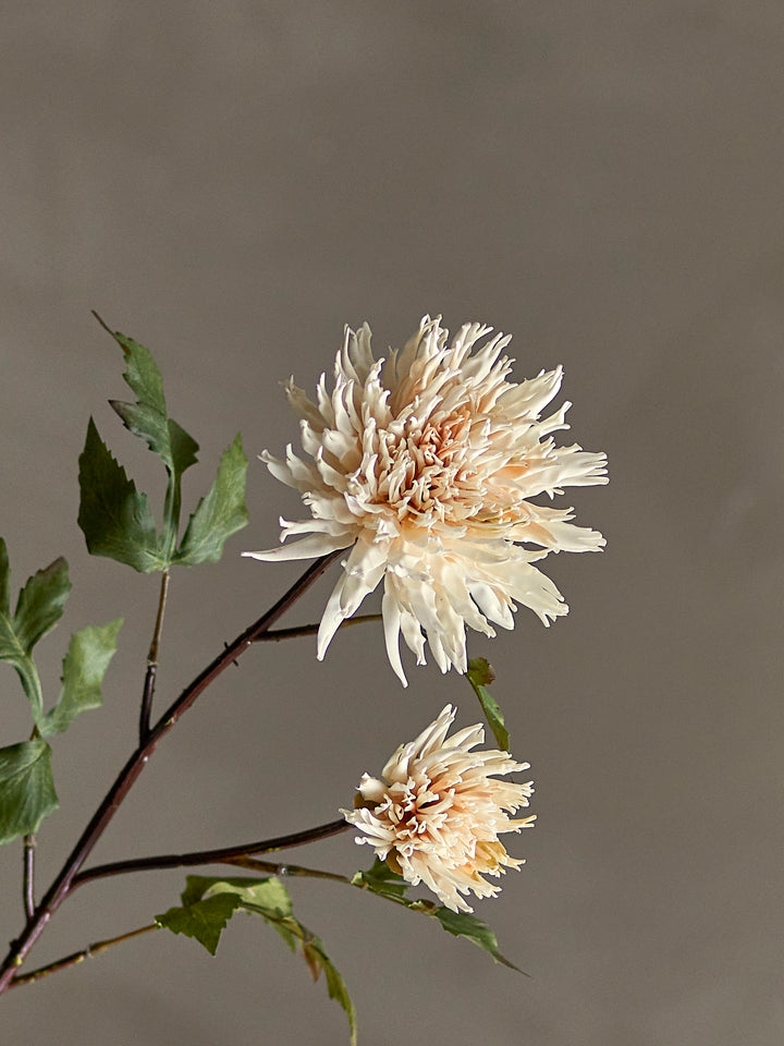 Chrysantemum Stilk, Natur, Kunstig Blomst