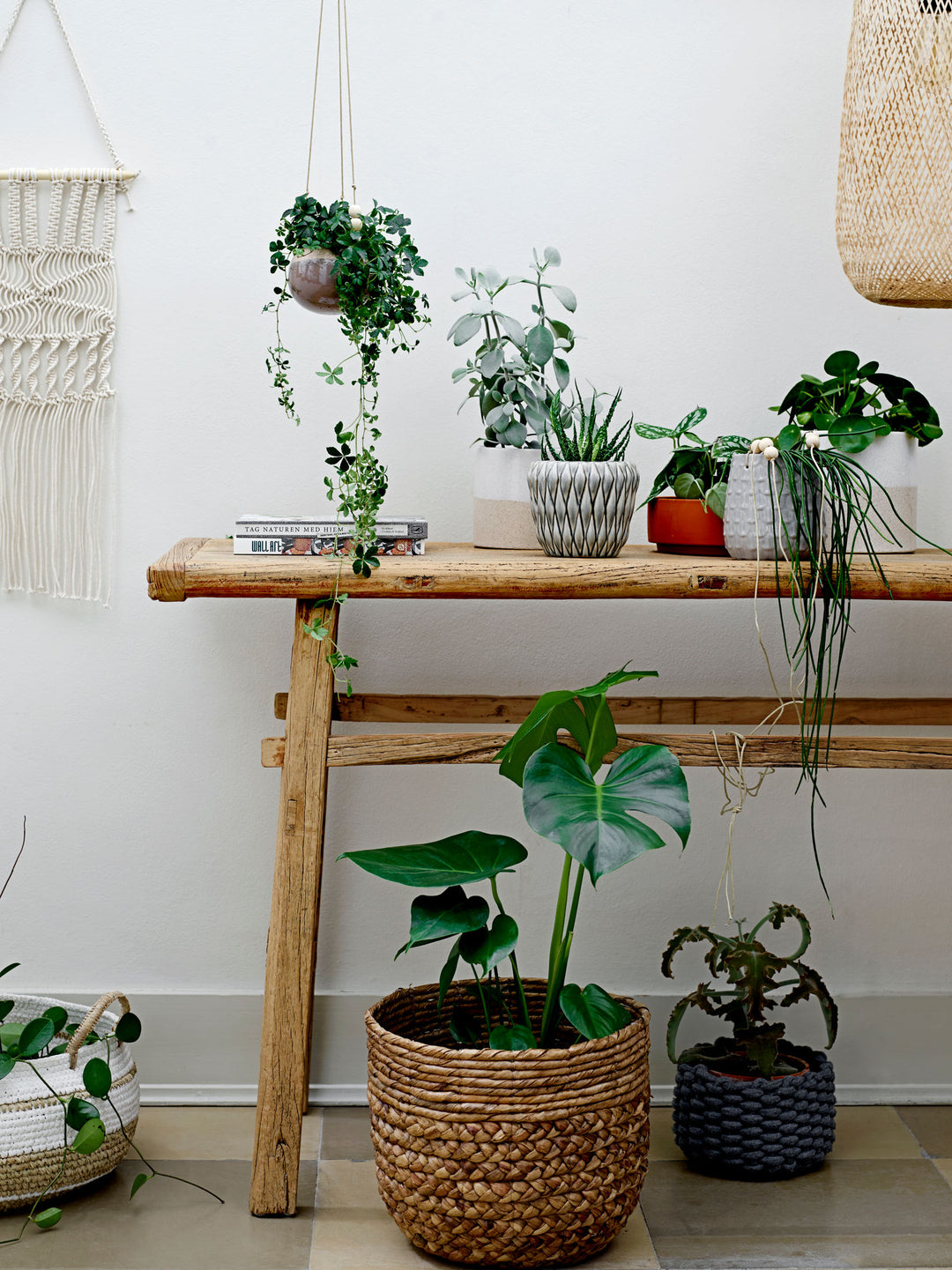 Evert Pendel, Natur, Bambus